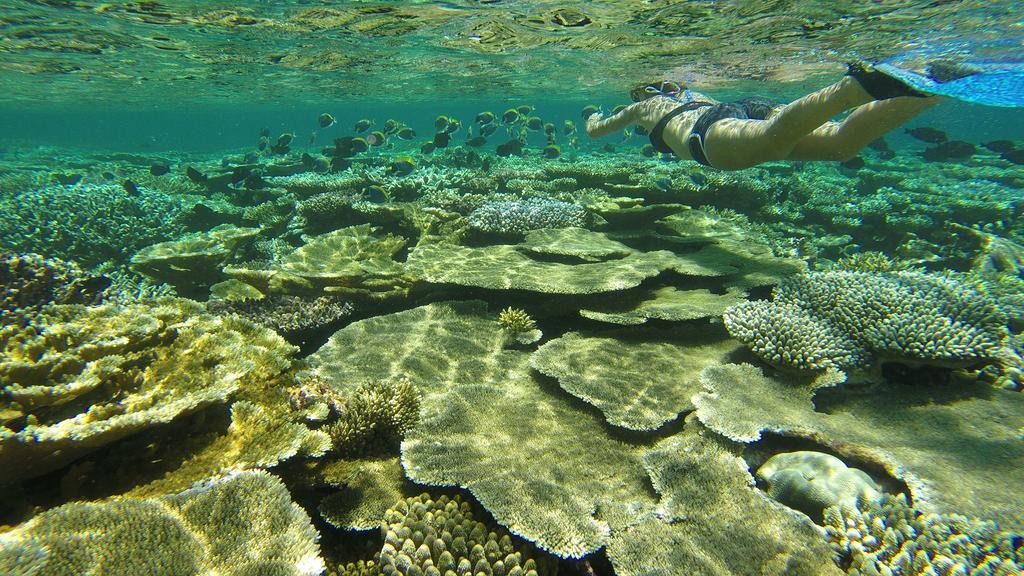 Natural Surf House Pansiyon Himmafushi Dış mekan fotoğraf